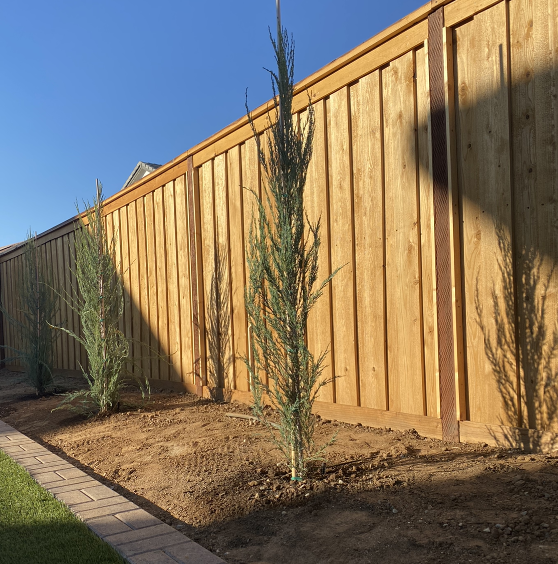 Several young Rock Juniper plants planted along a wooden fence in a garden.