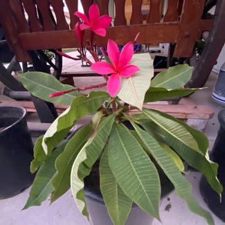 Red Frangipani plant in Somewhere on Earth