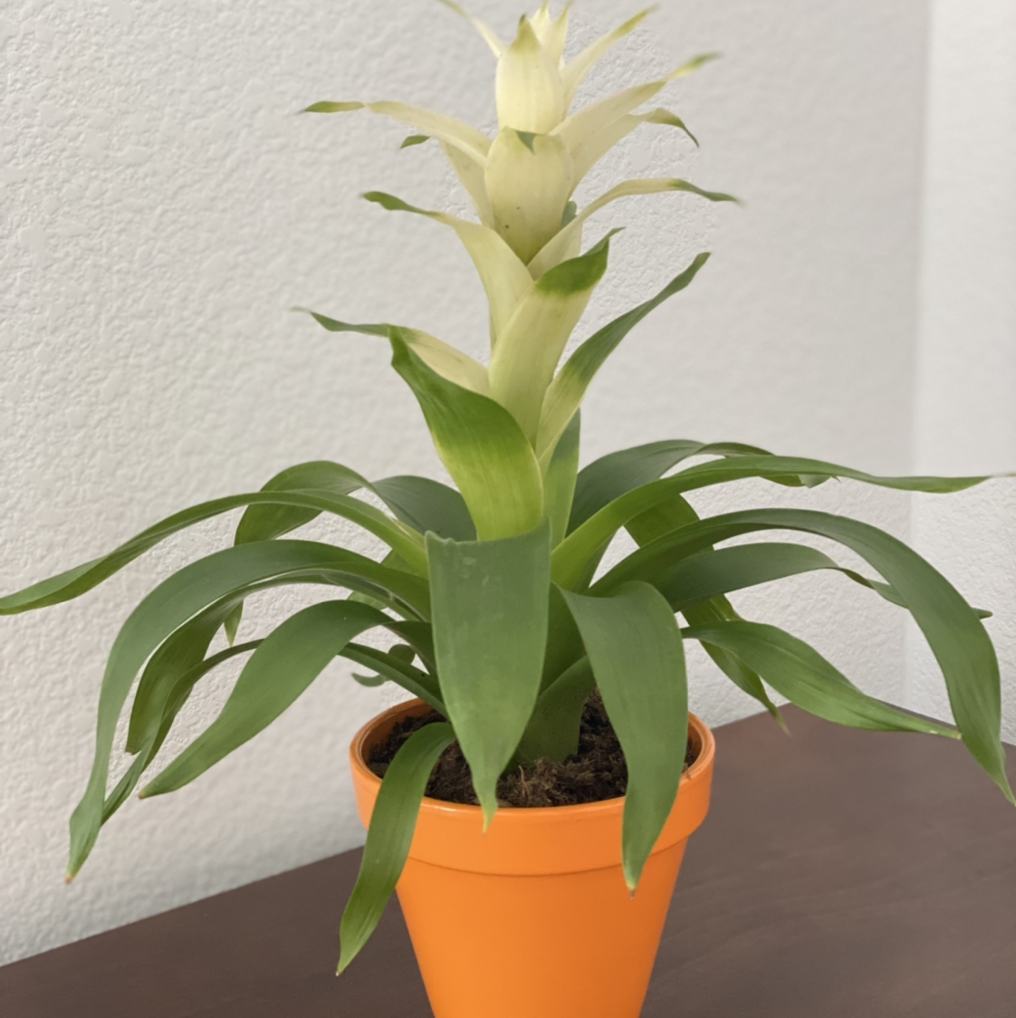 Bromeliad plant in an orange pot with green leaves and a central flower spike.