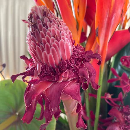 Photo of the plant species Torch Ginger by Anna named Elle on Greg, the plant care app