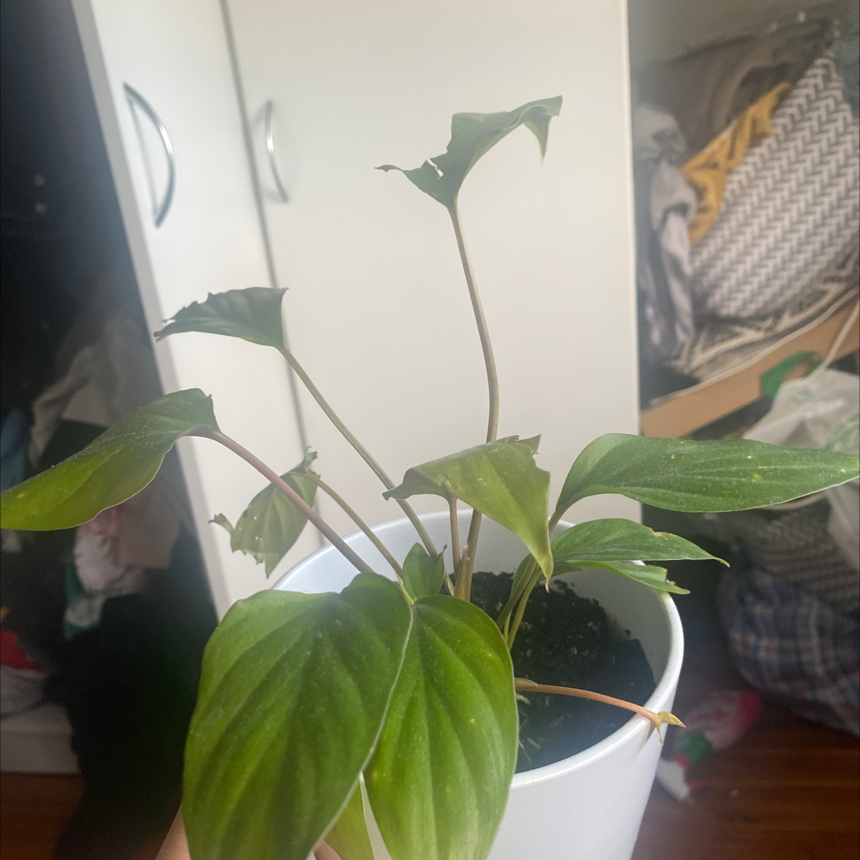 A healthy potted Canna Lily plant with large green leaves, sitting indoors.