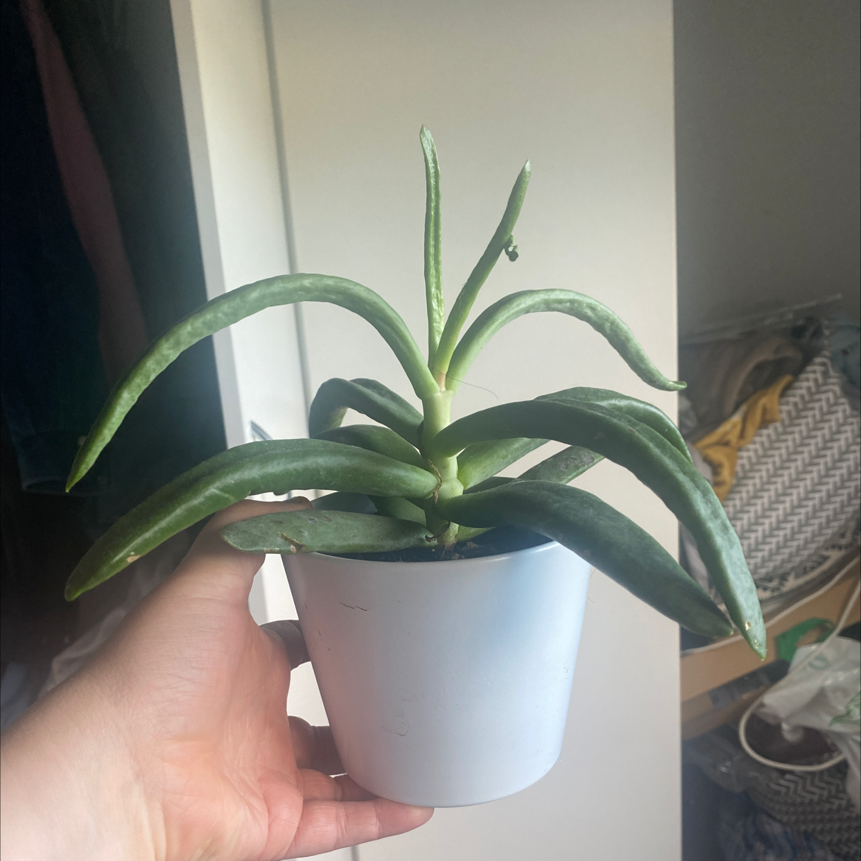 Photo of the plant species Finger Aloe by Danika named Plant 🌴🌴 on Greg, the plant care app