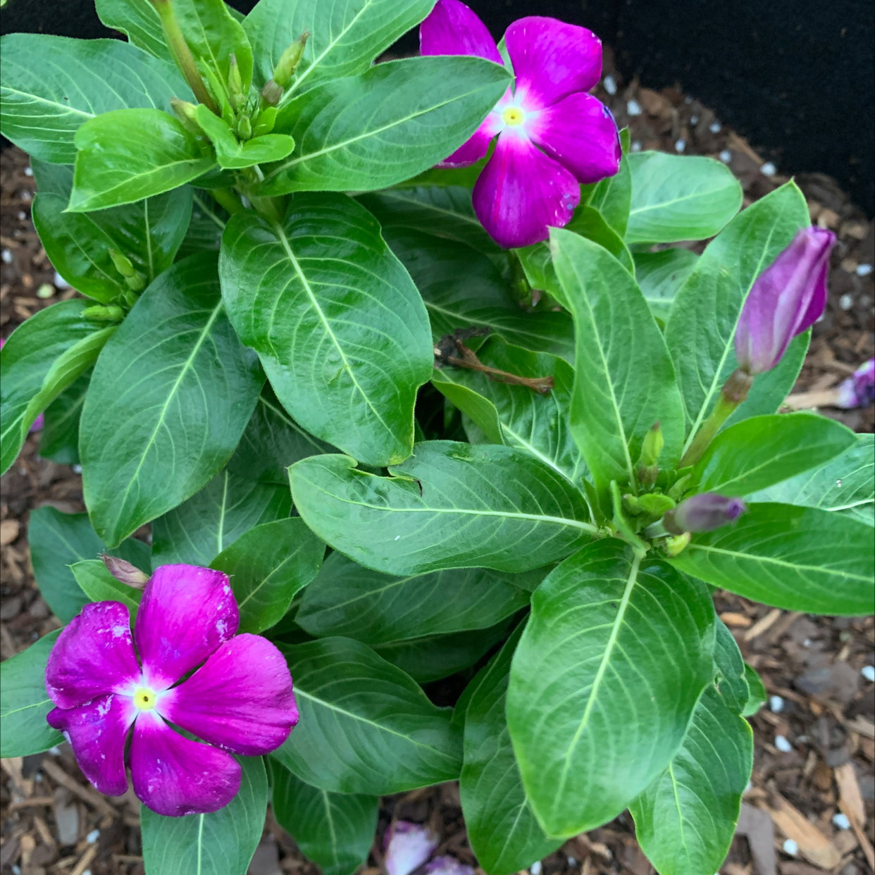 Bright Eyes plant with vibrant green leaves and bright pink flowers.
