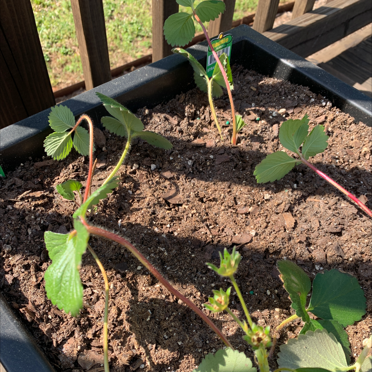 California Strawberry plant in a container with visible soil and healthy green leaves.