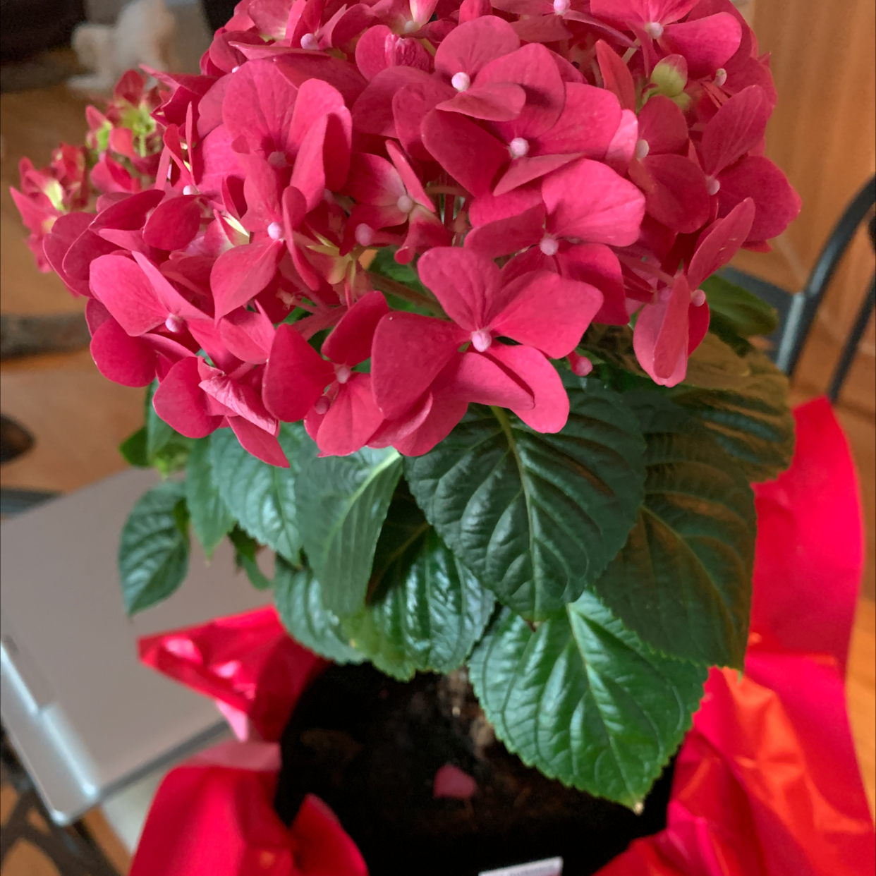 French Hydrangea with vibrant pink flowers and healthy green leaves.