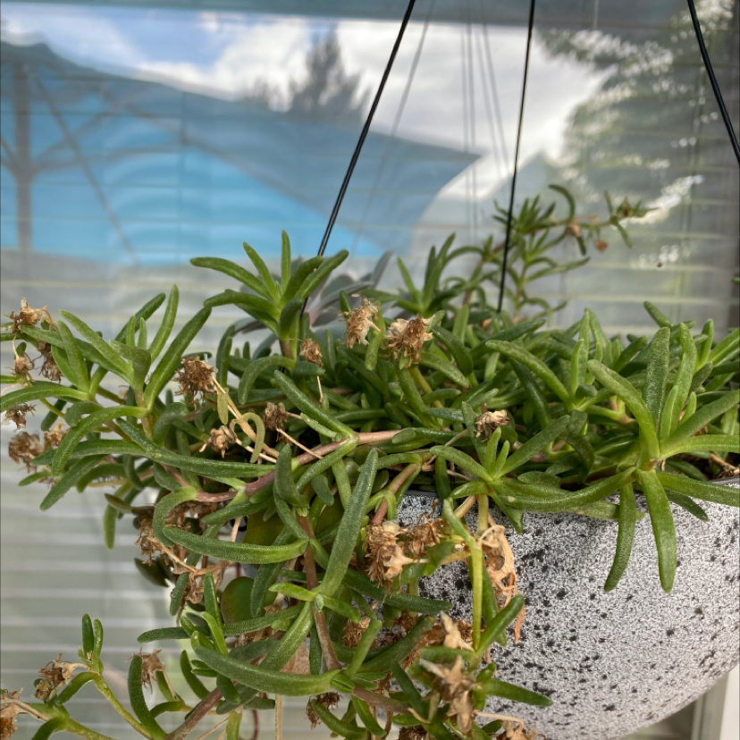 Hanging pot with Iceplant, some dried flowers, healthy overall.