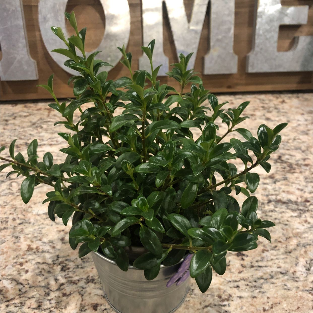 Healthy Goldfish Plant in a small metal pot with lush green leaves.