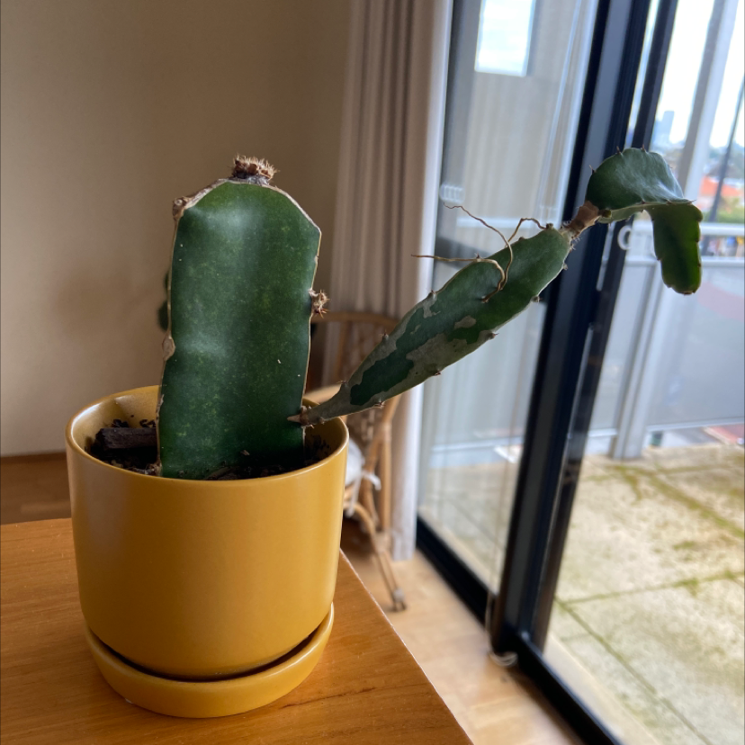 Rat Tail Cactus in a yellow pot with some browning on the stems.