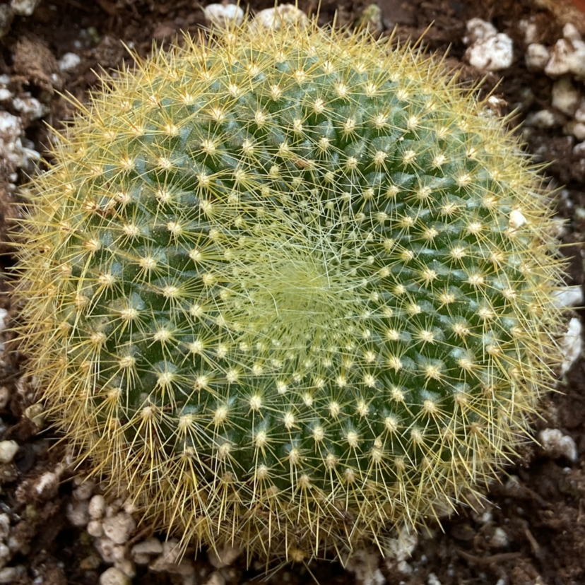 Coryphantha erecta cactus with numerous spines, well-framed and in focus.