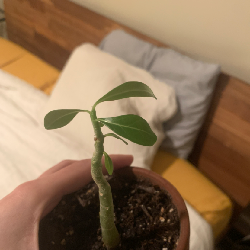 Desert Rose Plant plant photo by @Kc.ssidy named Desert Rose 1 on Greg, the plant care app.