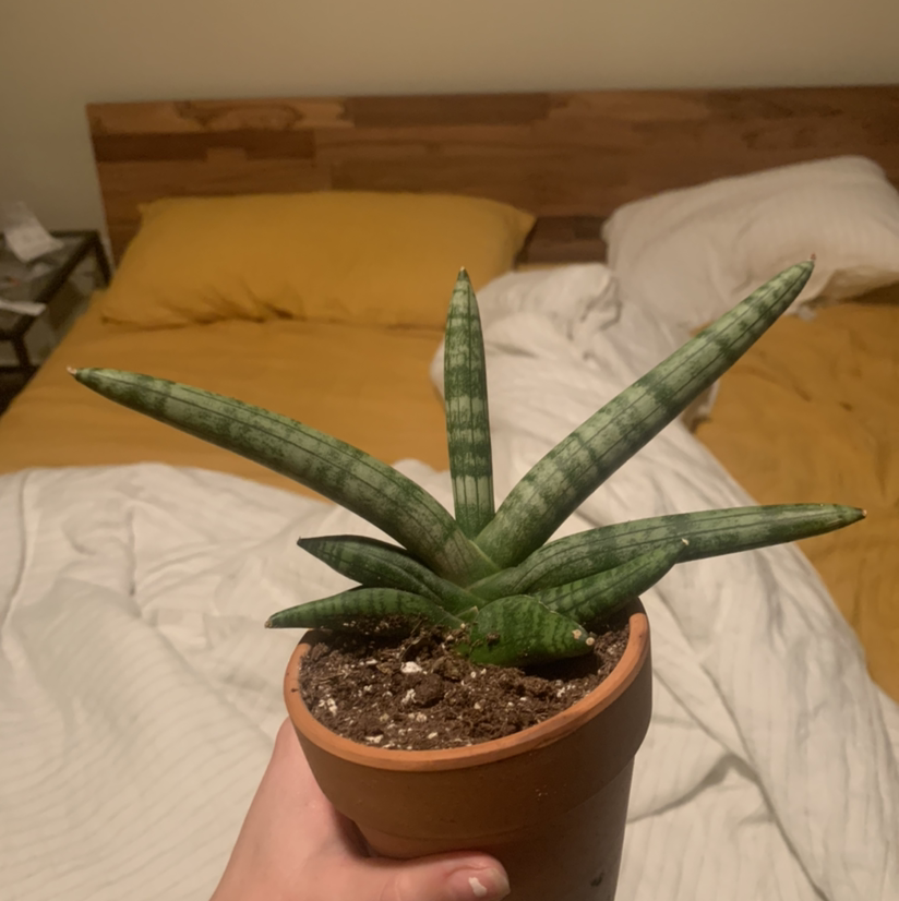 Photo of the plant species Starfish Snake Plant by @Kc.ssidy named Patrick on Greg, the plant care app