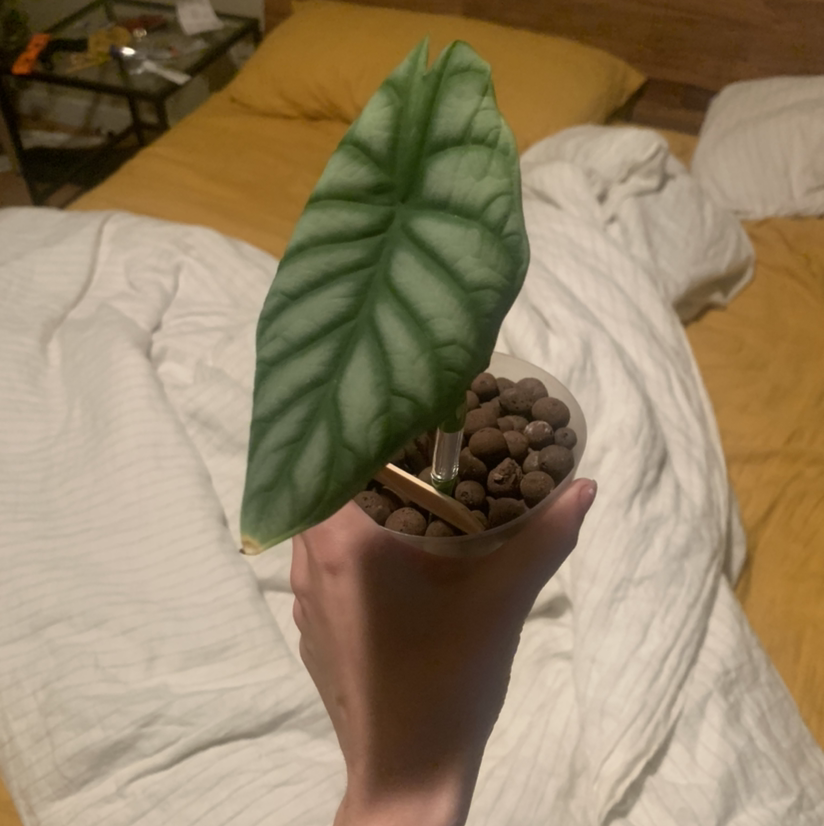 Photo of the plant species Alocasia Silver Dragon by @Kc.ssidy named Smaug on Greg, the plant care app