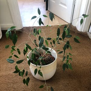 Weeping Fig plant photo by @notanormalparrot named felicity on Greg, the plant care app.