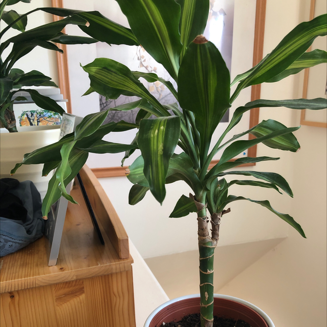 Cornstalk Dracaena plant photo by @notanormalparrot named jarvis on Greg, the plant care app.