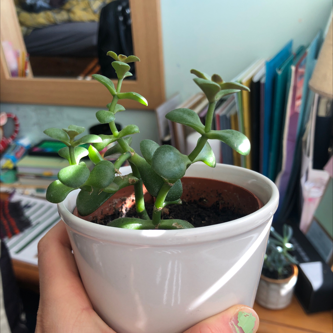 Lucky Plant plant photo by @notanormalparrot named terry on Greg, the plant care app.