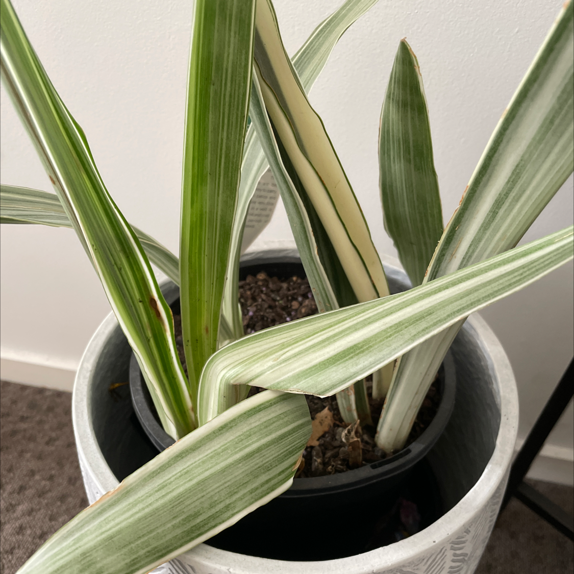 White Sansevieria plant with variegated leaves in a pot, well-framed and healthy.
