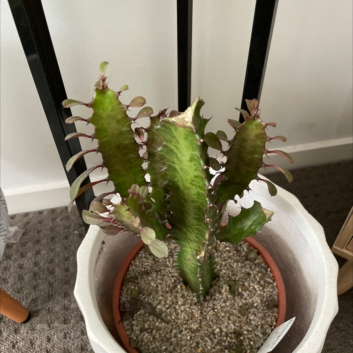 Potted Euphorbia trigona plant with thick, green, spiny stems in well-draining soil.