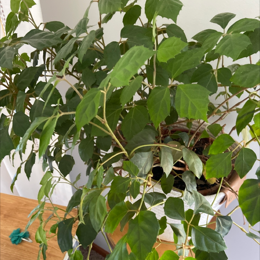 Healthy, thriving grape ivy plant with vibrant green leaves and long trailing vines, growing in a hanging basket.