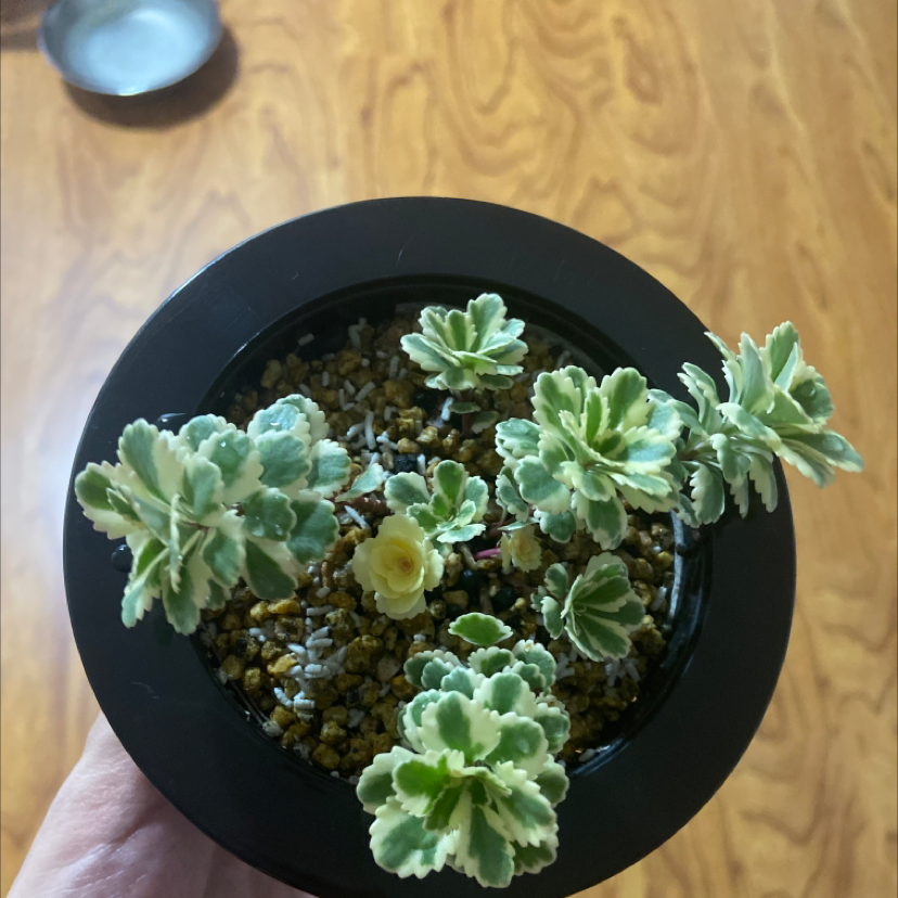 Photo of the plant species Sedum Atlantis by @Vladimir named Sedum atlantis on Greg, the plant care app