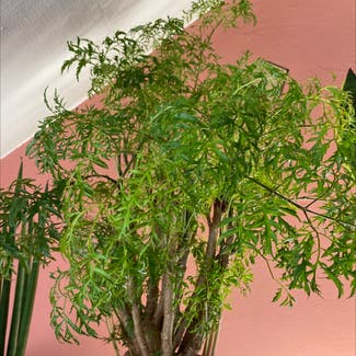 Ming Aralia plant in Somewhere on Earth