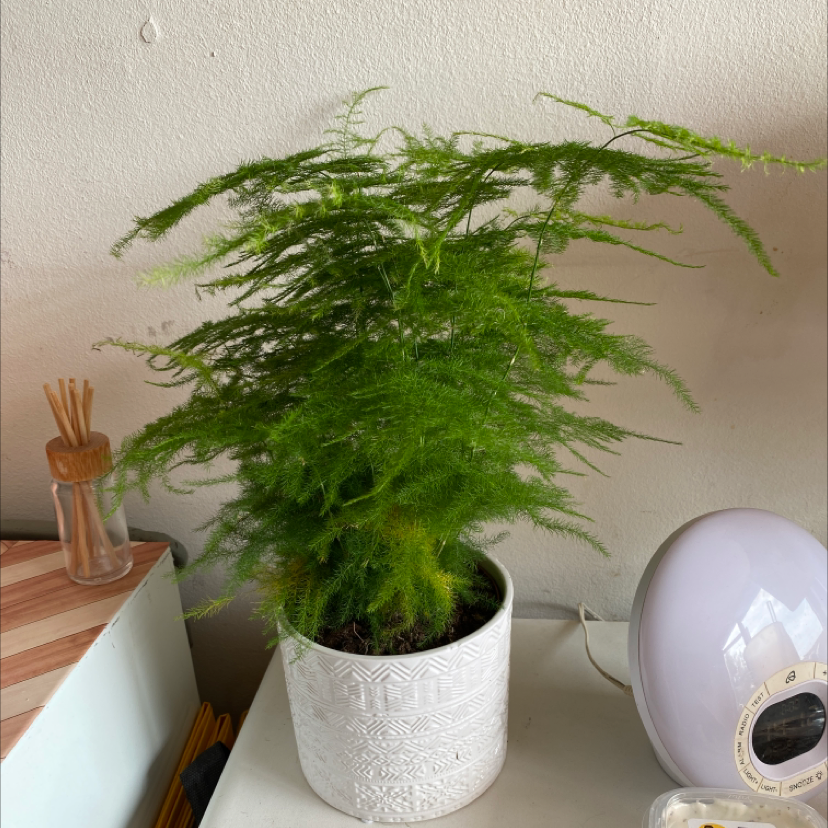 Photo of the plant species Asparagus Fern by @Jodyankie named Rick on Greg, the plant care app
