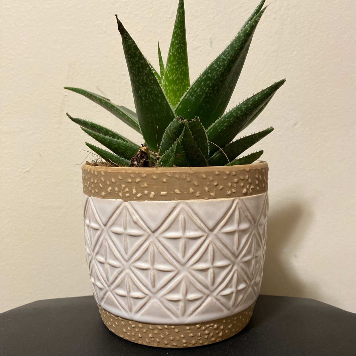 Zebra Plant plant photo by @amsmas named Sir Pricksalot on Greg, the plant care app.