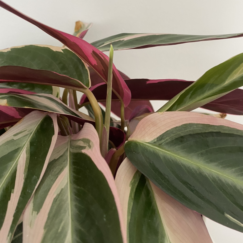 Triostar Stromanthe plant photo by @Aly_viki named Triostar on Greg, the plant care app.
