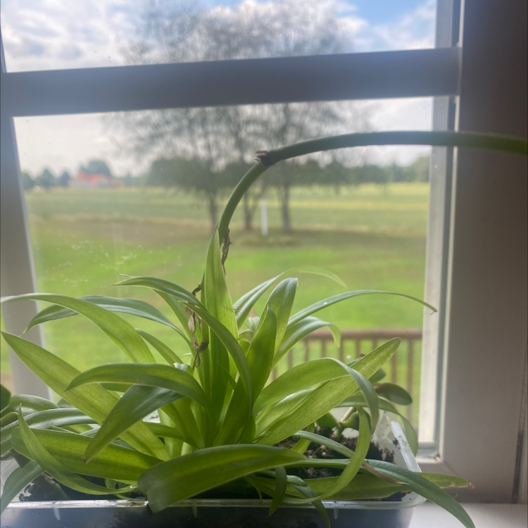 Spider Plant plant photo by @Purplemoon named Spider plant on Greg, the plant care app.