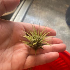 Blushing Bride Air Plant plant photo by @Purplemoon named Air plants on Greg, the plant care app.