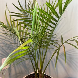Cat Palm plant in Somewhere on Earth