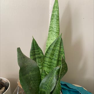 Snake Plant plant in Clearwater, British Columbia
