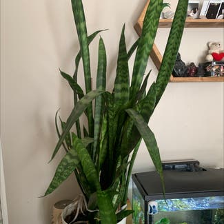 Snake Plant plant in Clearwater, British Columbia