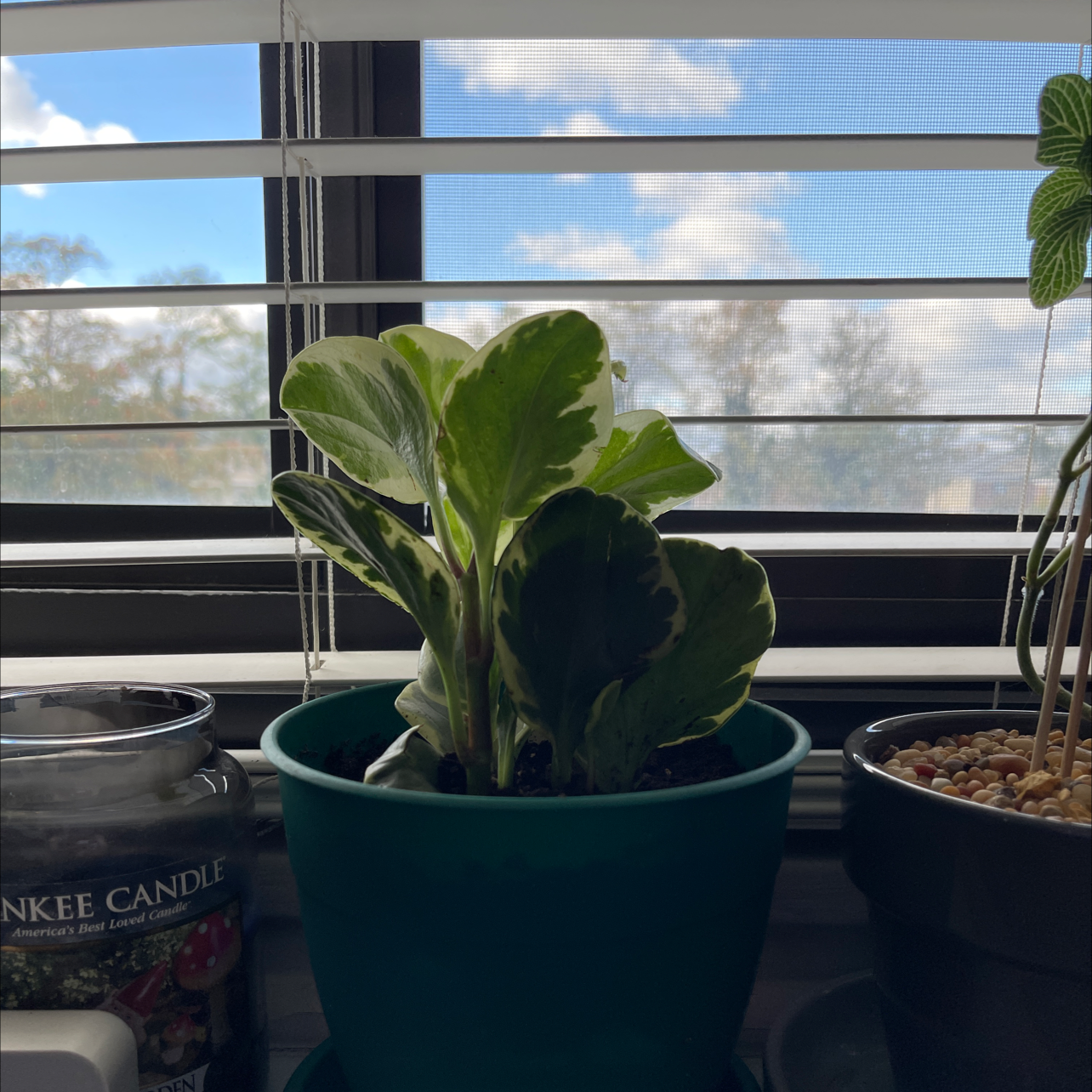 Golden Gate Peperomia plant in a green pot on a windowsill with another plant in the background.
