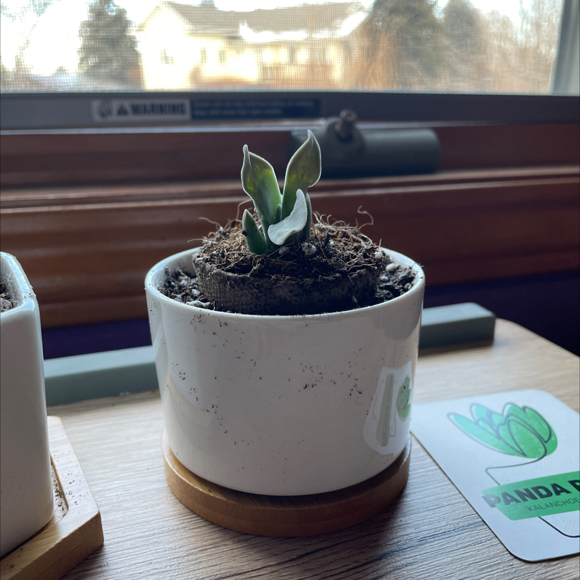 A small succulent plant in a white pot near a window with visible soil.