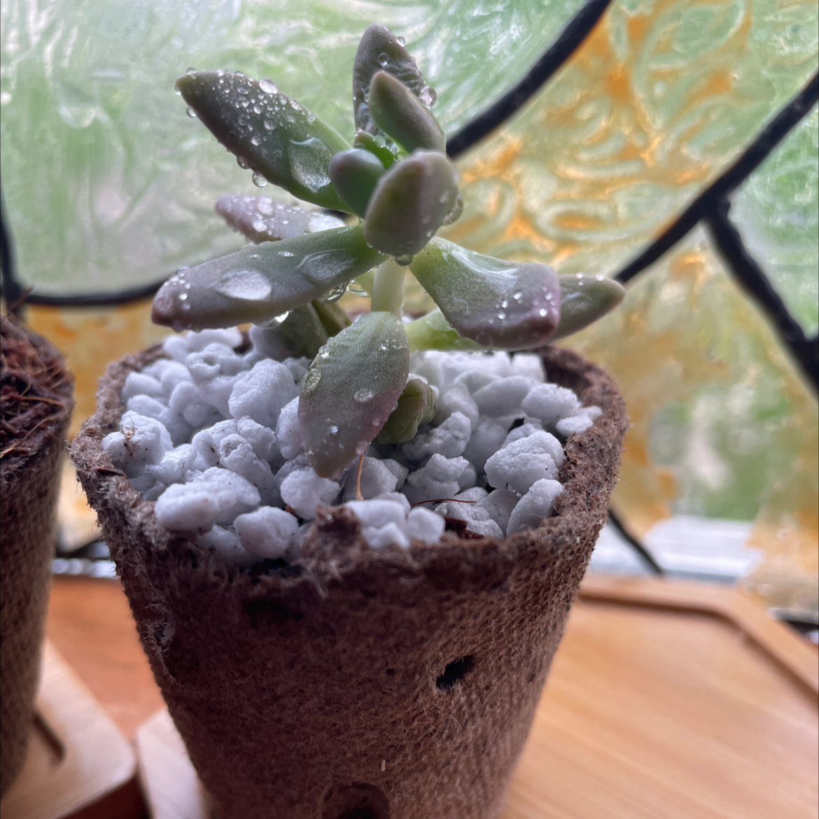 Graptosedum 'Darley Sunshine' succulent in a pot with white pebbles, healthy appearance.