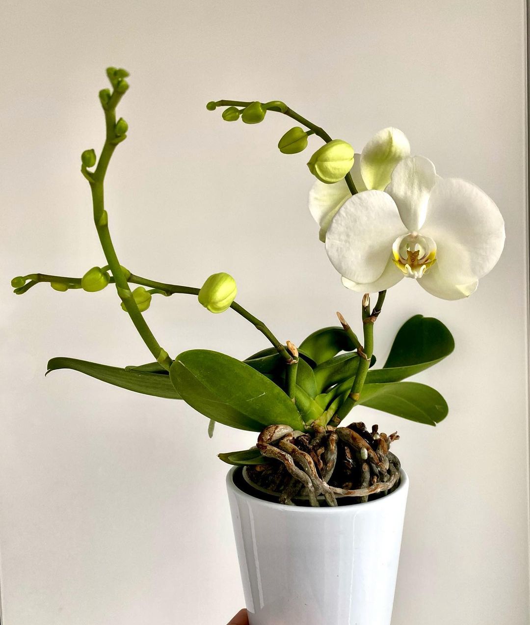Personalized Phalaenopsis Orchid Care: Water, Light, Nutrients ...
