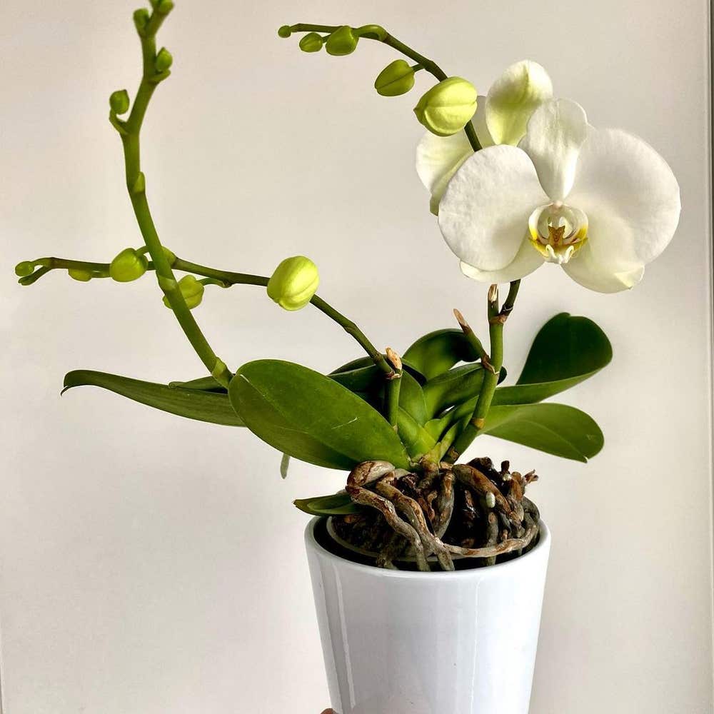Personalized Phalaenopsis Orchid Care: Water, Light, Nutrients ...