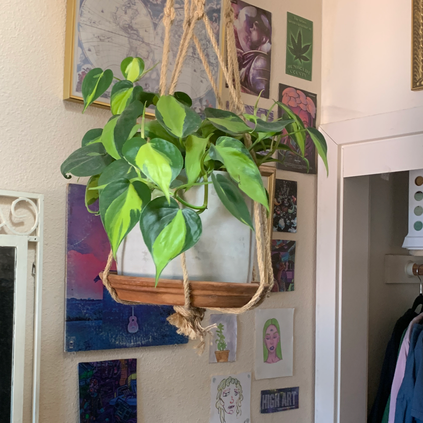Philodendron Brasil plant photo by Freya named slug on Greg, the plant care app.