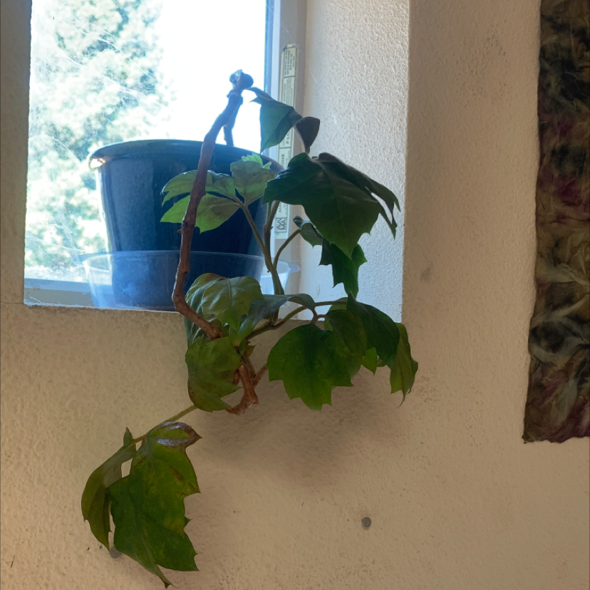 Healthy grape ivy plant with vibrant green leaves growing in a blue pot by a window, vines cascading over the sides.