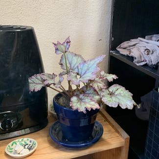 Rex Begonia plant in Santa Rosa, California