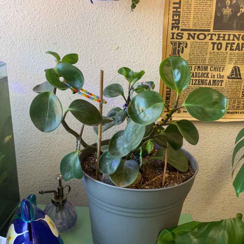 Baby Rubber Plant plant photo by Freya named ￼ Bracelet￼ on Greg, the plant care app.