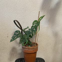 Window Leaf plant
