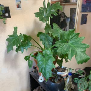 Philodendron Xanadu plant photo by Freya named Atticus on Greg, the plant care app.