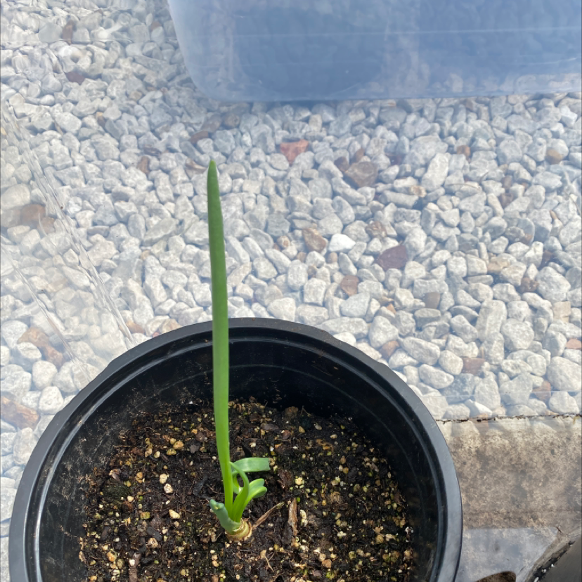 Young Paperwhite plant in a black pot with a single green shoot, gravel background.