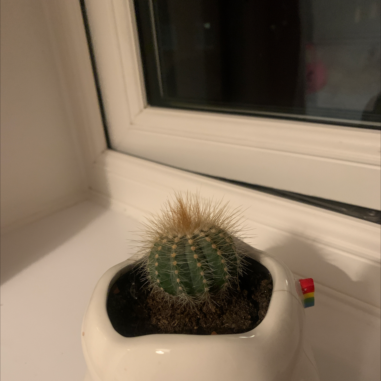 Balloon Cactus in a white pot on a windowsill, appears healthy.