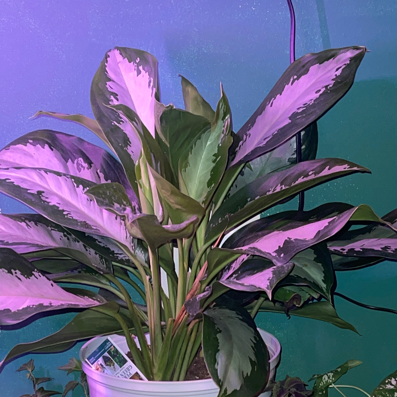 Aglaonema 'Silver Bay' plant with variegated leaves in a pot, appears healthy.
