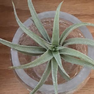 Blushing Bride Air Plant plant photo by Taylorlover named Taylor Swift on Greg, the plant care app.