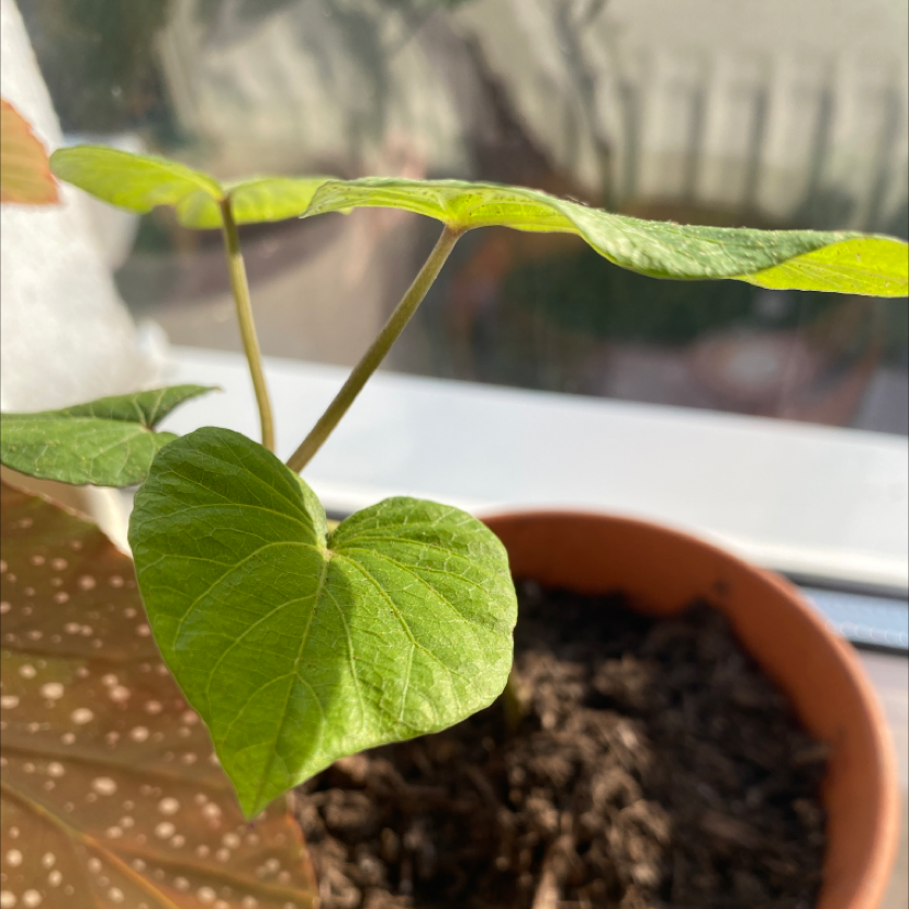 Best Potting Soil Mix for Common Morning Glory