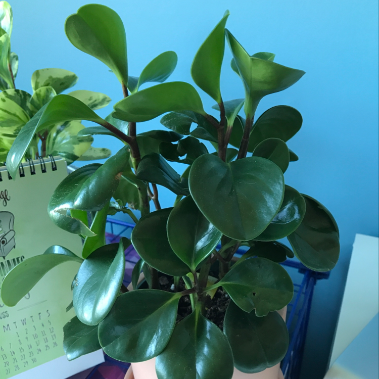 Baby Rubber Plant plant photo by Lauryn named Pepper on Greg, the plant care app.