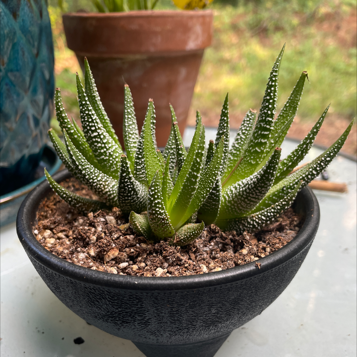 Zebra Plant plant photo by @Lorn named Mostaza Picante on Greg, the plant care app.
